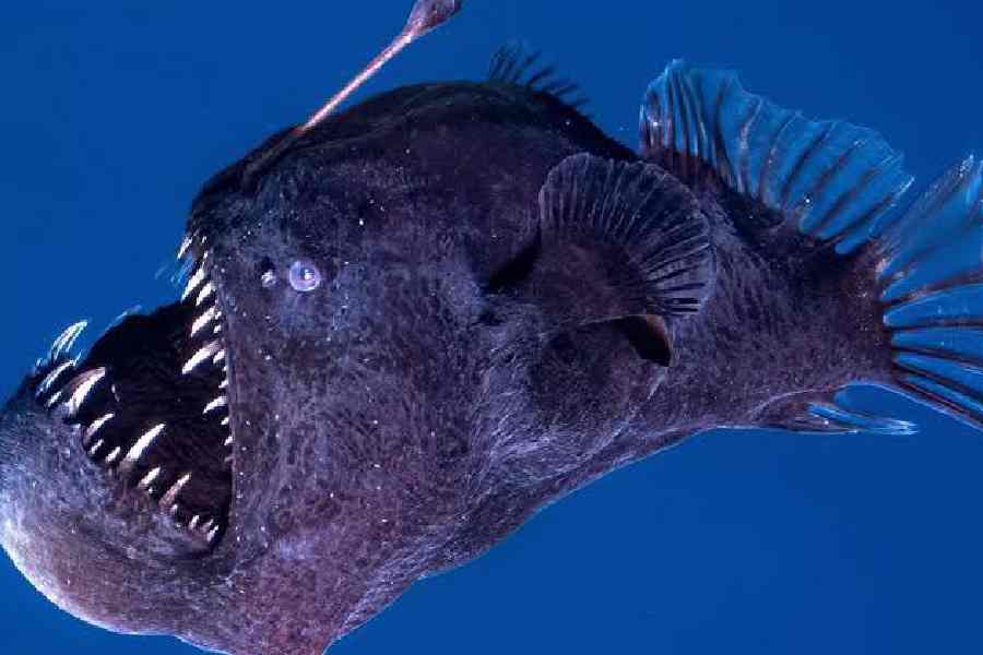 ‘Icarus of the deep’: how a dying anglerfish became a social media sensation