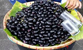 India ships 1st export consignment of fresh Jamun fruit from Karnataka to London