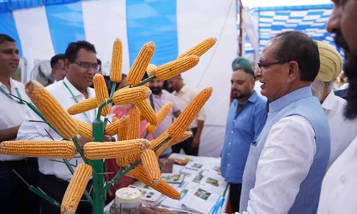 Rs 74 cr released for free wheat seeds, Rs 1.60 lakh per family approved for flood-hit houses in Punjab: Chouhan