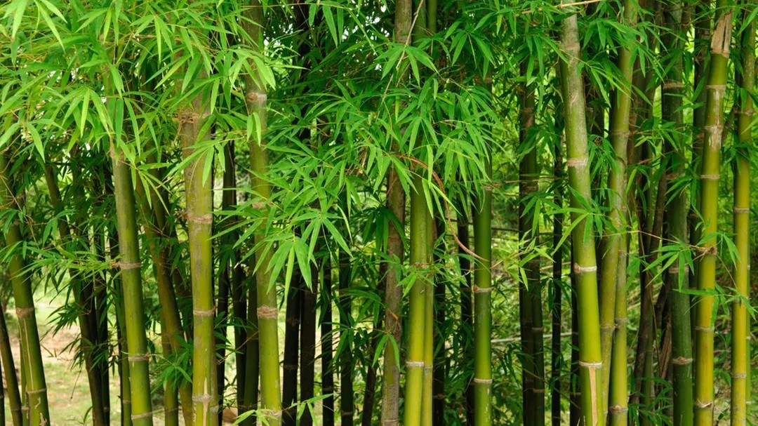 Maharashtra bamboo industry policy eyes to attract Rs 50,000 cr investment and create 5 lakh jobs