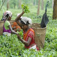 Small tea growers urge Tea Board to issue stop-plucking orders during winter dormancy