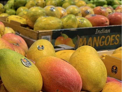 Indian mango varieties now available at retail chains in Greater Seattle