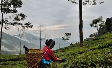 ITA flags financial stress in tea sector despite record export of 280 million kg