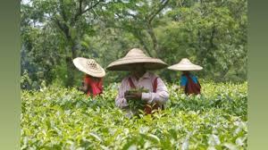 Export of Nepali tea to India resumes