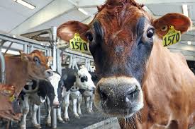 Milk, dairy products from indigenous cows in high demand among Army, consumers: UP govt