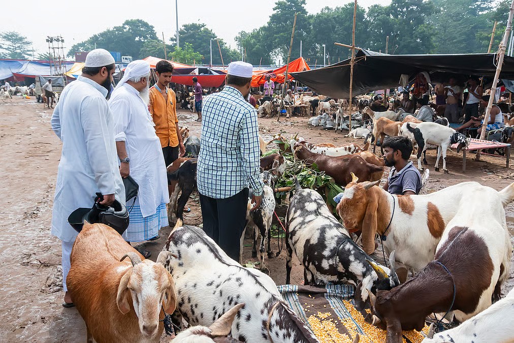 Amid strict slaughter norms in Bengal, cattle trade disrupted ahead of Eid al-Adha