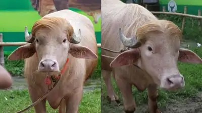 Bangladesh saves 'Donald Trump' from Eid sacrifice