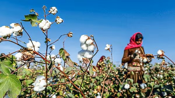 Import duty cut to improve cotton supply, lower input costs: Textile Ministry