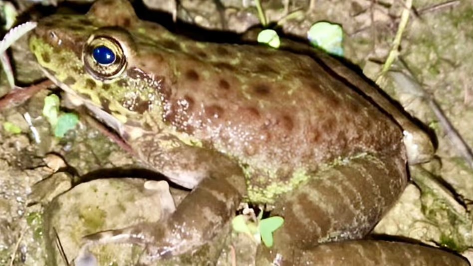 New frog species discovered in Nagaland's Kiphire