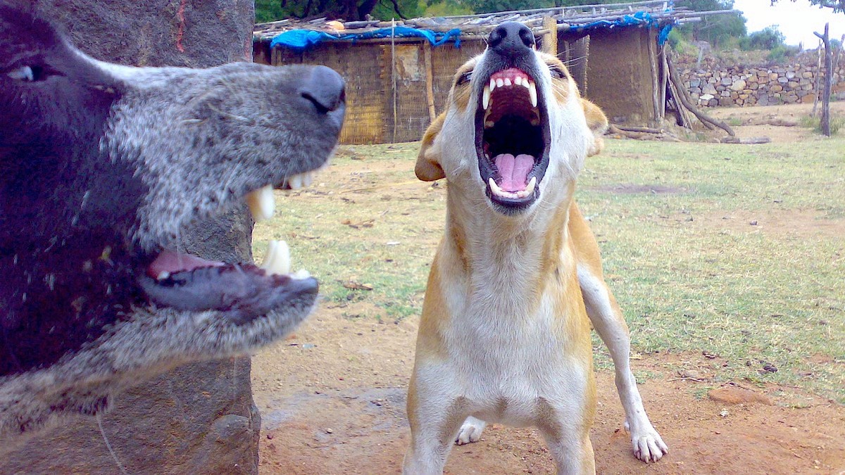 Gujarat village witnesses stray dog menace; boy dies days days after canine attack