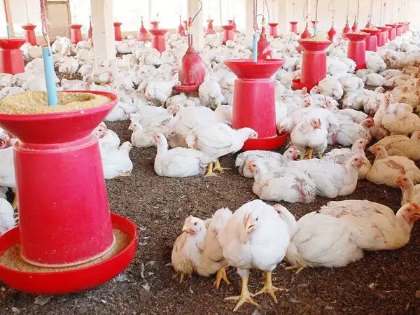 Hit by higher feed cost & demand drop, poultry industry to cut production by 25 pc