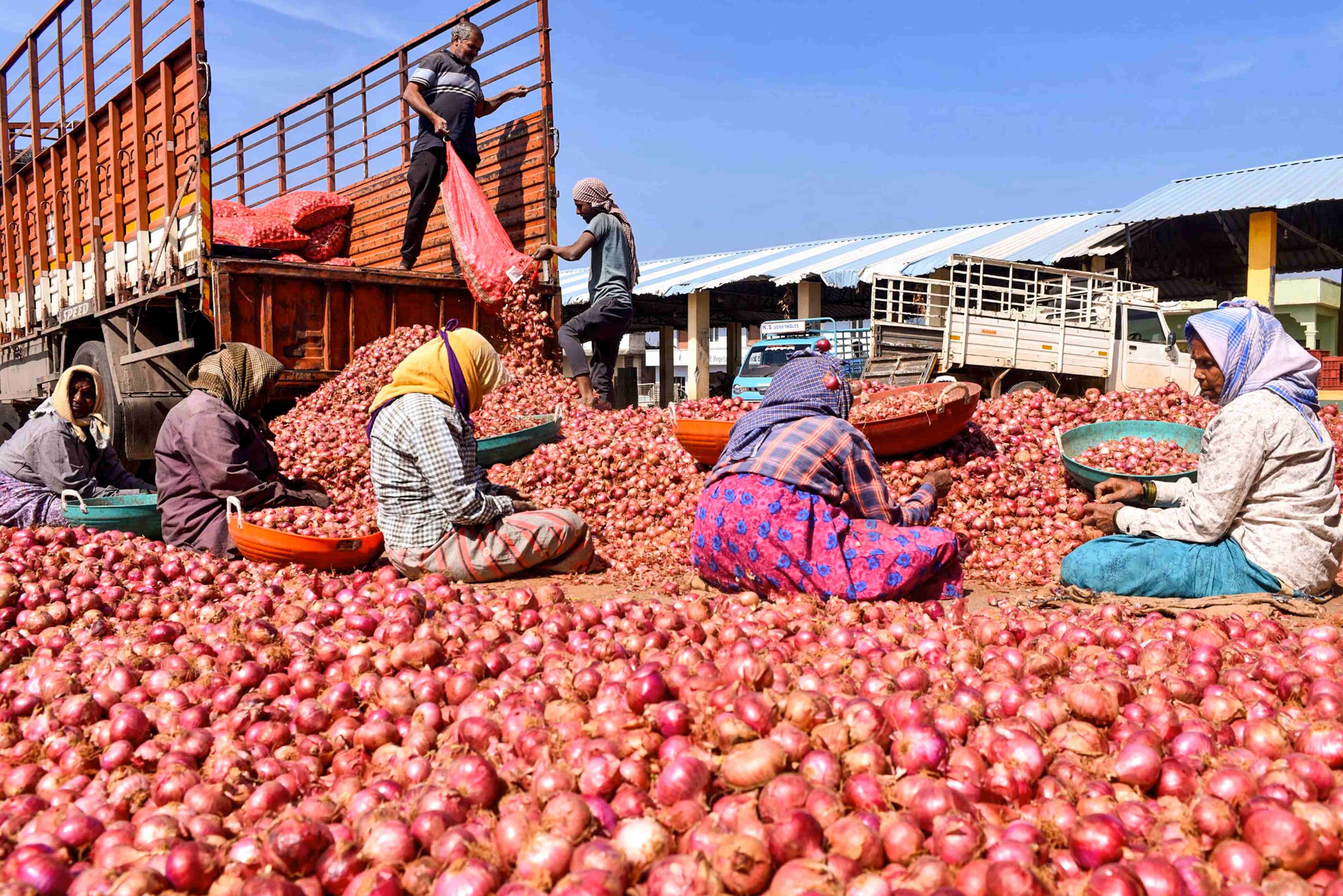 As Centre eases onion procurement norms, farmers seek Rs 3000 per quintal support price