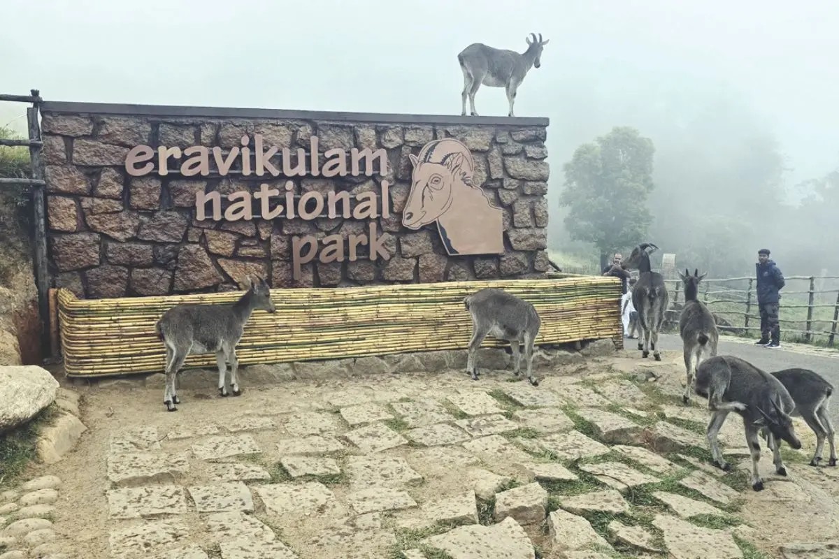 Centre issues draft notification declaring ESZ around Kerala's Eravikulam National Park