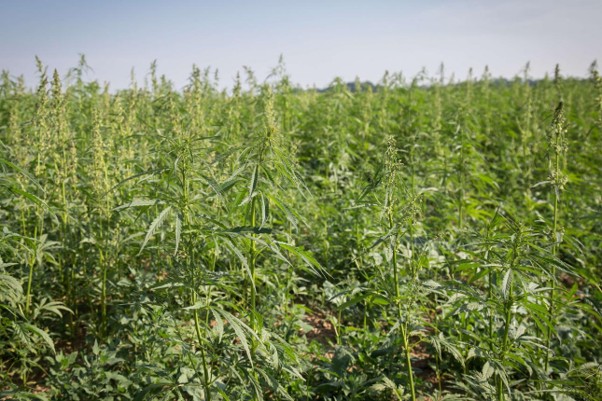 Scientists flag new weed species posing threat to agriculture in Punjab