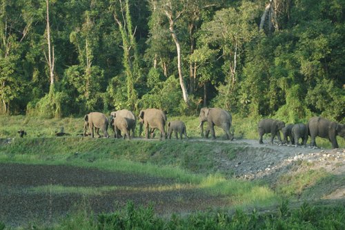 West Bengal issues directives to streamline wildlife and forest clearances, experts raise concerns