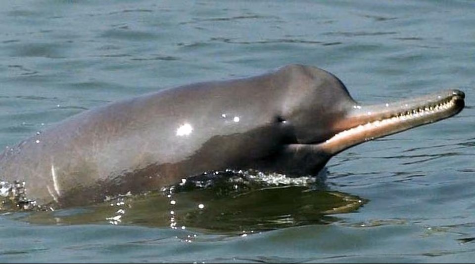 Afforestation, dolphin revival show life returning to Ganga under Namami Gange: NMCG