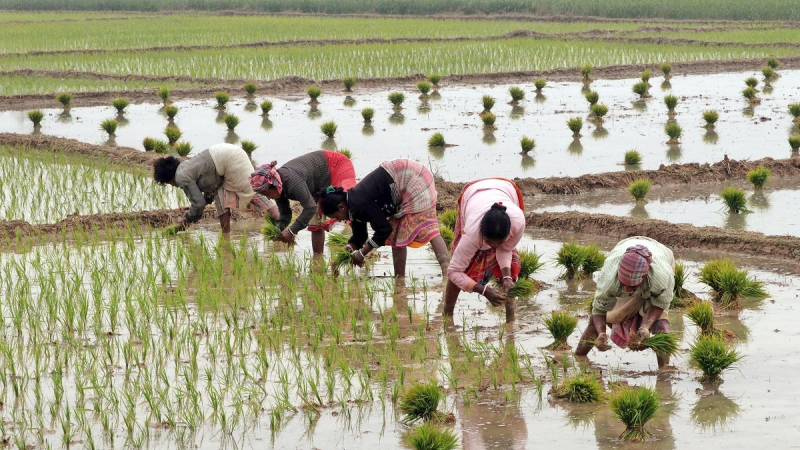 Less than 50 pc of 50 lakh farmers registered in Assam; govt to launch drive for enrolment