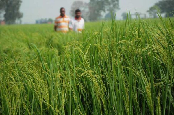 World famous Basmati paddy sowing season begins in Jammu border, crop covers 63,000 ha