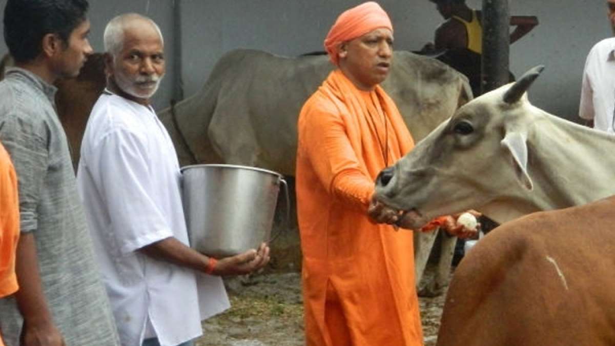 UP CM calls for protection of cows, urges every Jain family to support gaushalas