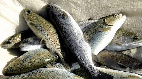 Uttarakhand exports five metric tonnes of rainbow trout to Nepal in first int'l shipment