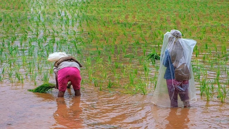 Seed firms hold 20-30pc surplus stock for kharif; last-mile delivery key concern: FSII