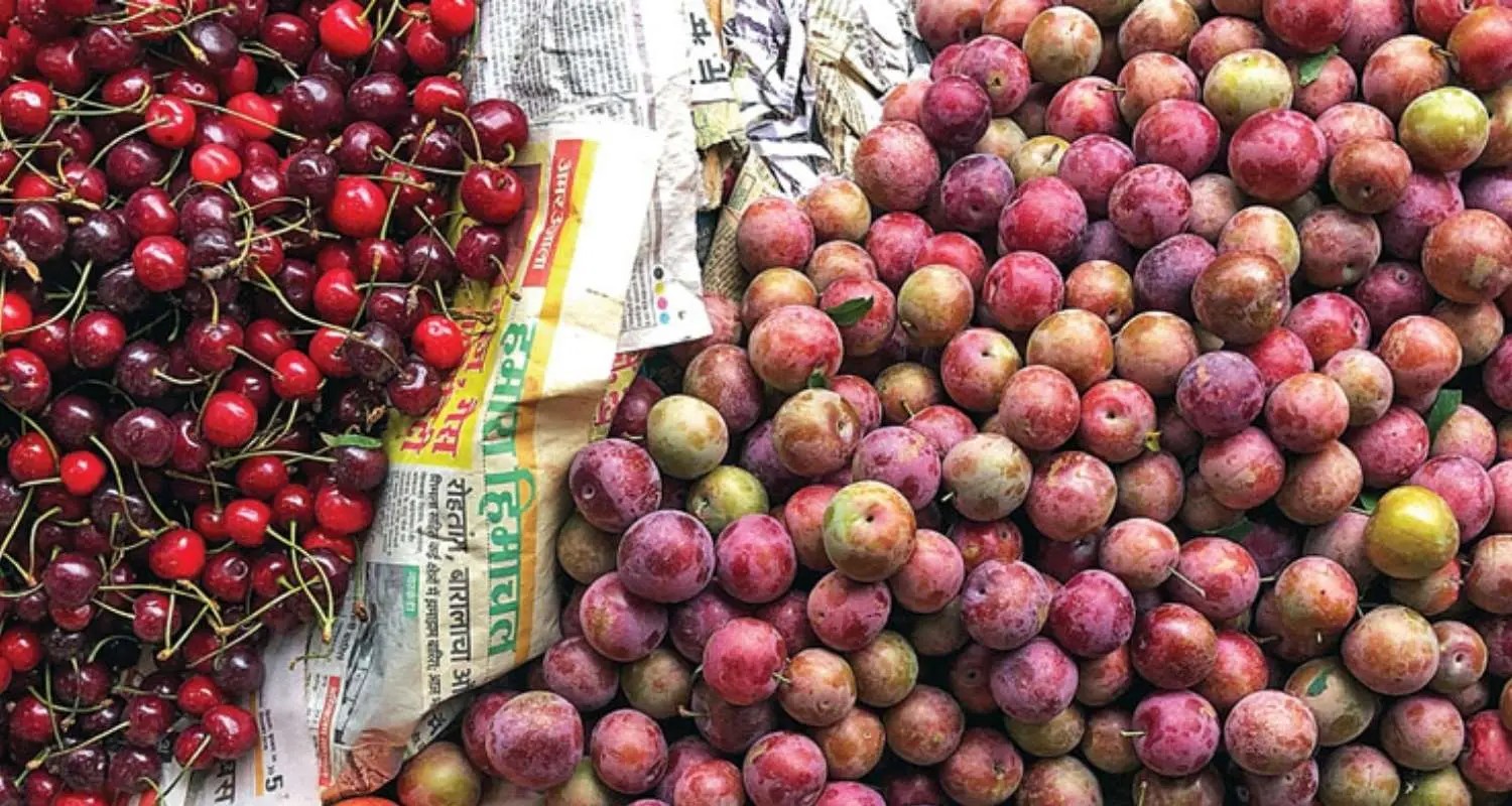 Himachal's first-ever export shipment of cherries and plums reaches Oman