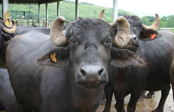 Nepal distributes India-gifted high-breed buffalo bulls' semen to farmers