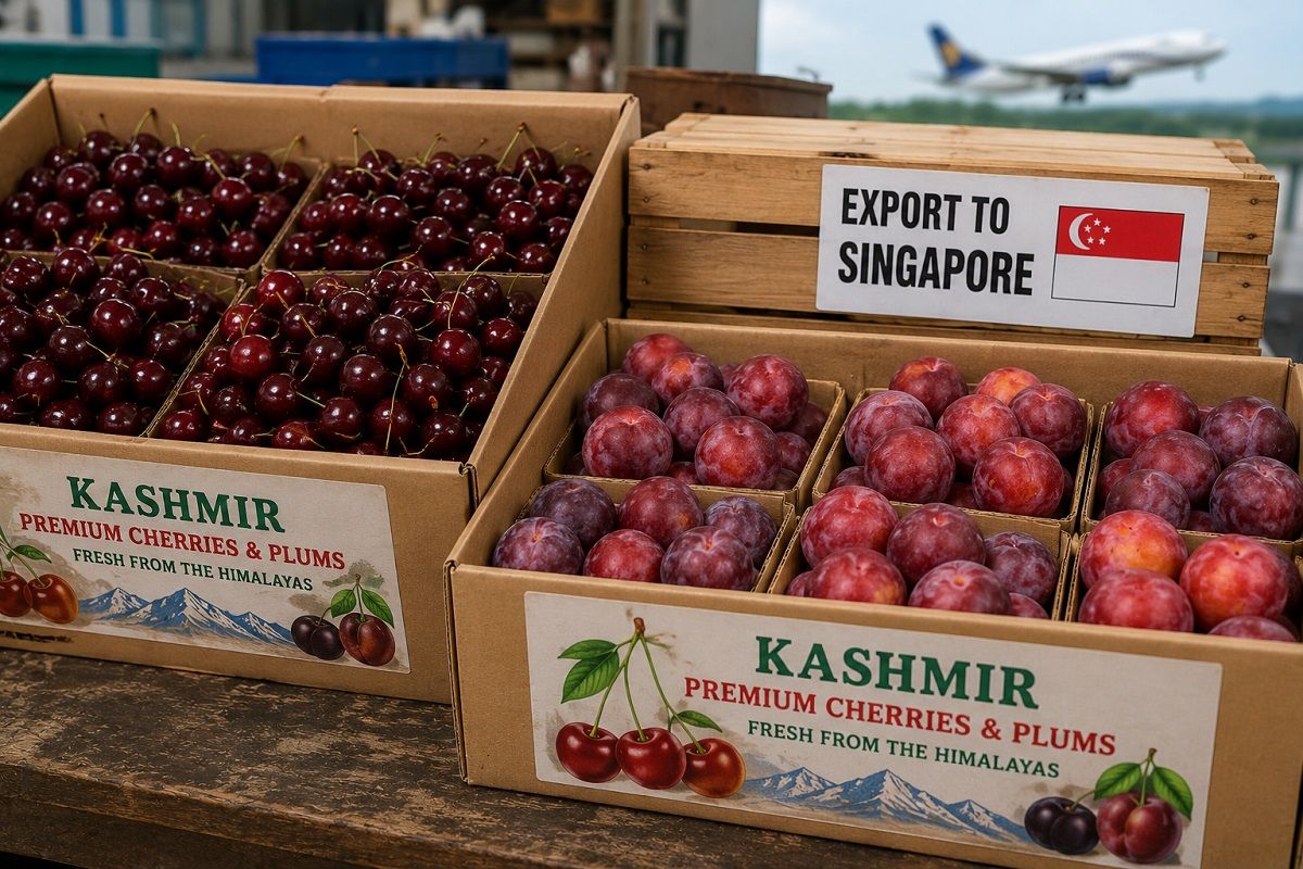 JK marks maiden export of premium cherries, plums to Singapore