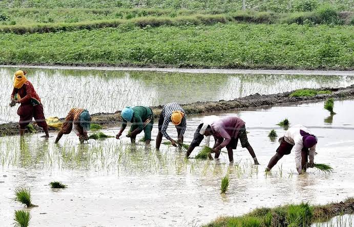 Total area under kharif crops down 4.7 pc as paddy, pulses sowing lag behind