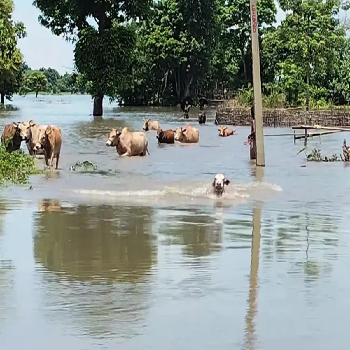 Assam flood: Over 4.4 lakh people affected in 6 districts, toll remains at 68