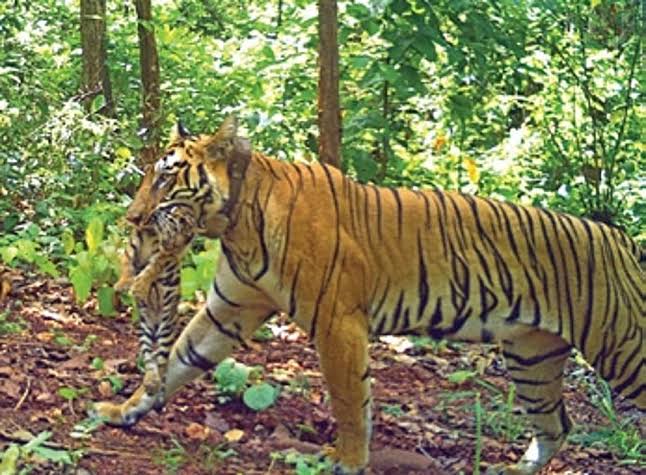 Similipal tiger population rises from 5 to 35 in 12 years, officials cite conservation efforts
