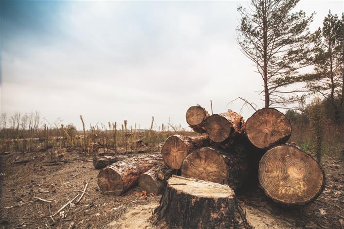 Over 1.05 lakh ha of forest land diverted for non-forest use in last 5 years: Govt