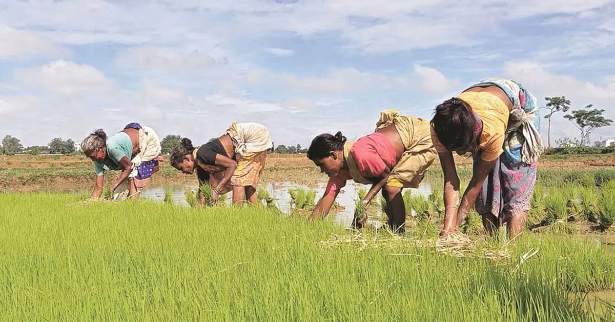 Kharif sowing gap narrows to 1.82 pc, paddy acreage lags 4.4 pc