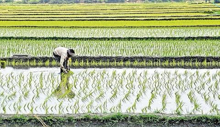 PM-AASHA boosts procurement, digital reforms to raise farmer incomes