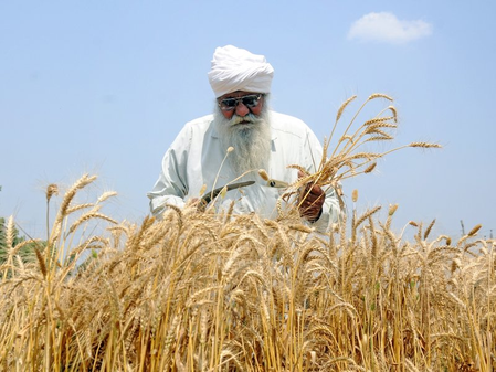 India’s record wheat harvest opens $1.5 bn export window amid policy shifts
