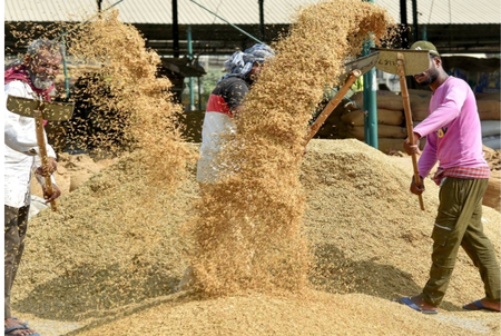 Tripura sends 18 MT of organic rice to Austria, Netherlands; farmer returns may rise 40 pc